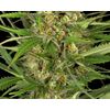 Auto Gorilla Glue, Фасовка: 5, изображение 2
